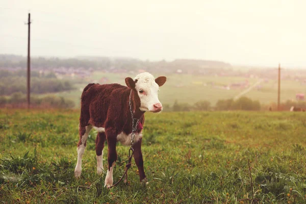 Kalb Steht Auf Einem Feld Grünes Gras — Stockfoto