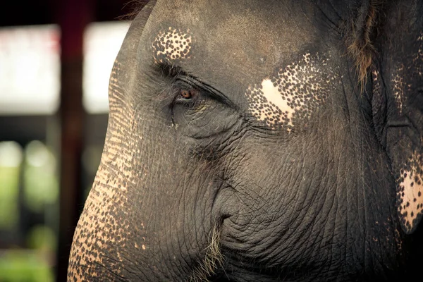 泰国动物园一头成年大象的肖像 — 图库照片