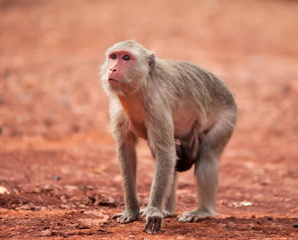 Scimmia Una Radura Sabbia Rossa Giungla Della Thailandia — Foto Stock