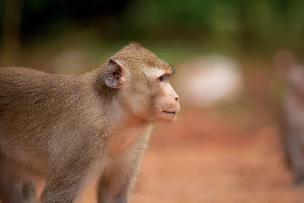 Singe Coûte Latéralement Regarde Distance — Photo