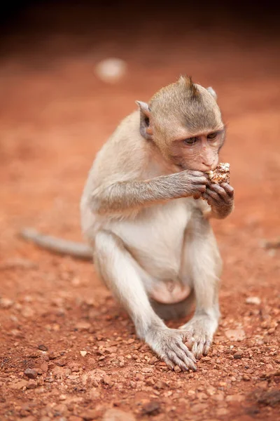 一只猴子坐在橙色的地上吃东西 — 图库照片
