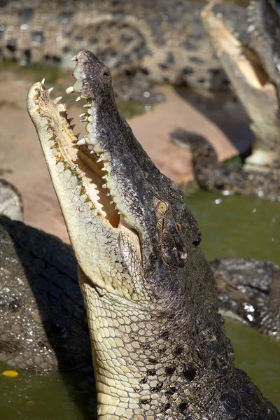 Bataklıktaki yeşil timsah. Açtır ve avlanır.