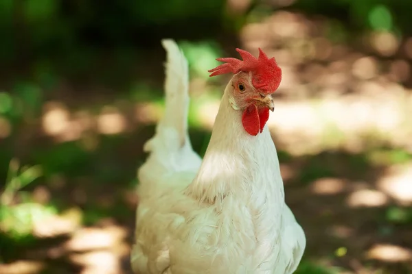 beautiful white chicken walks in the fresh air, agriculture and private production
