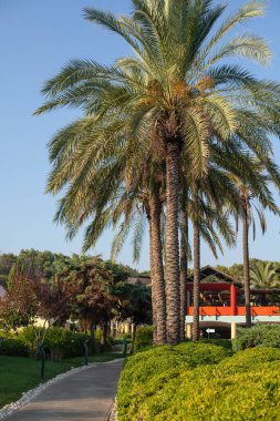 Yumuşak, güneşli arka plan. Güzel palmiye ağaçları ve çiçekler. Sıcak ülkelerde deniz kenarında dinleniyor.