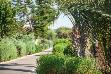 Yumuşak, güneşli arka plan. Güzel palmiye ağaçları ve çiçekler. Sıcak ülkelerde deniz kenarında dinleniyor.