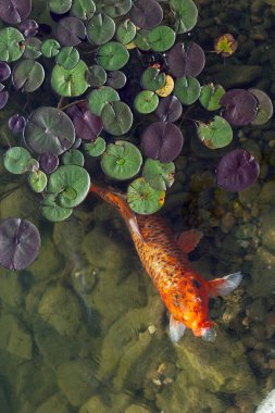 Turuncu Asya sazan balığı, berrak suda..