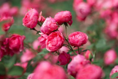 Güller ve yabani güllerle narin çiçekli çalılar.