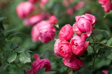 Güller ve yabani güllerle narin çiçekli çalılar.