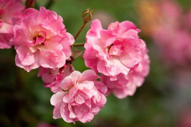 Güller ve yabani güllerle narin çiçekli çalılar.