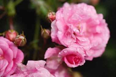 Güller ve yabani güllerle narin çiçekli çalılar.