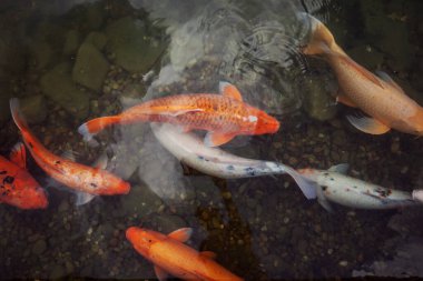 Nilüferlerle dolu bir gölde yüzen büyük güzel balıklar, dinlenmek için sessiz ve güzel bir yer.