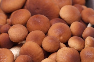 Lezzetli yemekler pişirmek için taze bal mantarı malzemeleri.