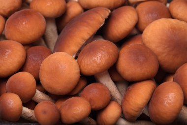 Lezzetli yemekler pişirmek için taze bal mantarı malzemeleri.