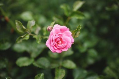 Güller ve yabani güllerle narin çiçekli çalılar.