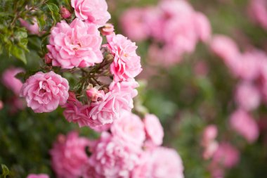 Güller ve yabani güllerle narin çiçekli çalılar.