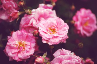 Güller ve yabani güllerle narin çiçekli çalılar.