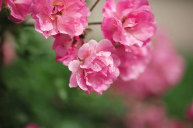 Yaprakların arka planında güzel güller çalısı. Romantik ruh hali