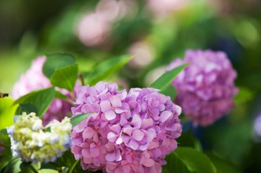 Bir ortanca çalısı. Güzel çiçek arkaplanı. Parlak yaz havası