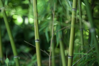 bambu gövdeleri ve yapraklarının yeşil arkaplanı