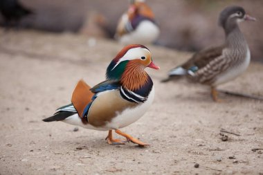 Parkta yürüyen güzel vahşi ördekler