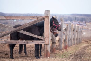 Ahırda iki kahverengi at duruyor..
