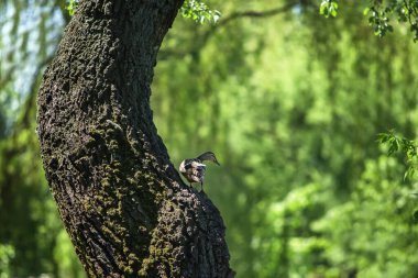 Ördek ormandaki ağaç gövdesine oturur.