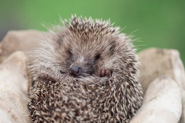 Dar eldivenli küçük bir kirpi tutan kız.
