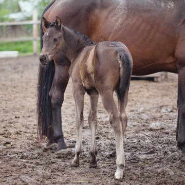 Bir at ve bir tay çayırda yürüyor. Ot ye.