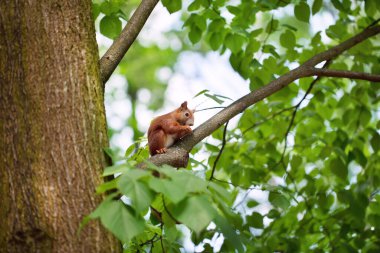 Küçük komik sincap ağaçta fındık yiyor.