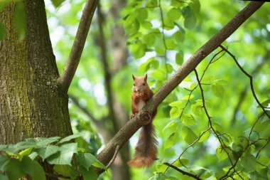 Küçük komik sincap ağaçta fındık yiyor.
