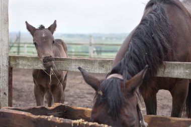 Küçük bir tay ve bir at doğada yürüyor ve saman yiyor.