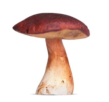 Bir beyaz mantar. beyaz arkaplanda izole