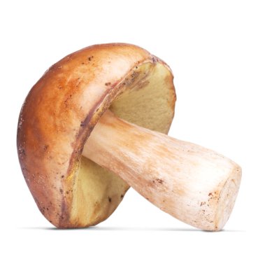 Bir beyaz mantar. beyaz arkaplanda izole