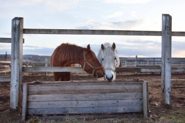 Kahverengi ve beyaz atlar. Kutudan saman yemek.. 