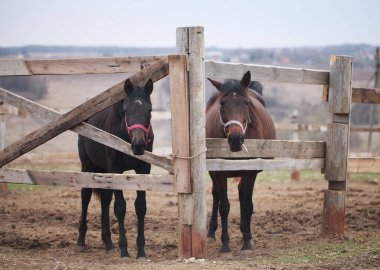 Ahırda iki kahverengi at duruyor..