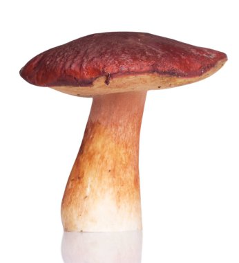 Bir beyaz mantar. beyaz arkaplanda izole