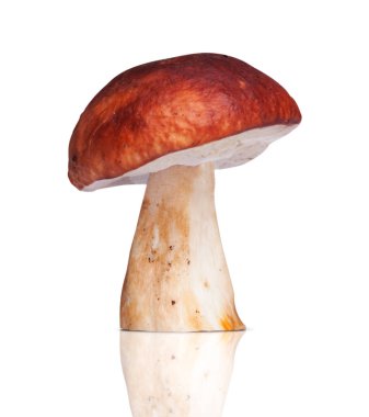 Bir beyaz mantar. beyaz arkaplanda izole