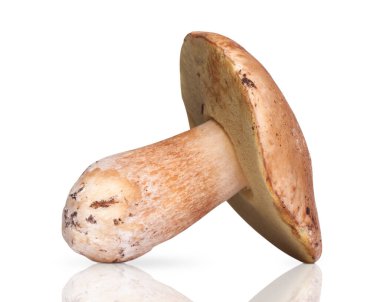 Bir beyaz mantar. beyaz arkaplanda izole