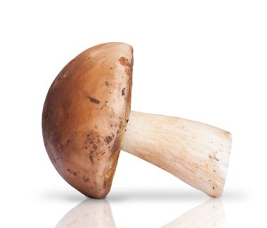 Bir beyaz mantar. beyaz arkaplanda izole