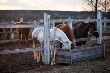 siyah, kahverengi ve beyaz atlar. Kutudan saman yemek. Köyde günbatımı.