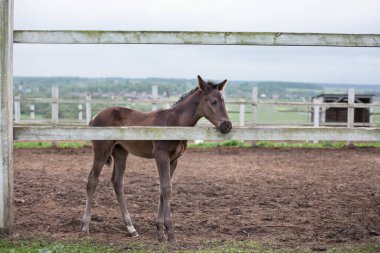 Şirin kahverengi tay. Tahta çitin yanında, ağılda.