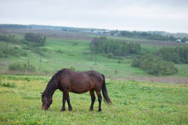 kahverengi at tarlada ot yiyor..