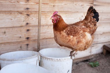 Kahverengi tavuk beyaz bir kovada oturur..