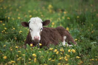 small calf lying in the grass and dandelions clipart