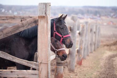 Kırsalda bir çitin arkasında iki at