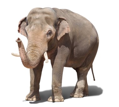 Beyaz arka planda duran büyük bir fil. izole