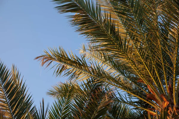 Soft Sunny Background Beautiful Palm Trees Flowers Rest Sea Hot — Stock Photo, Image
