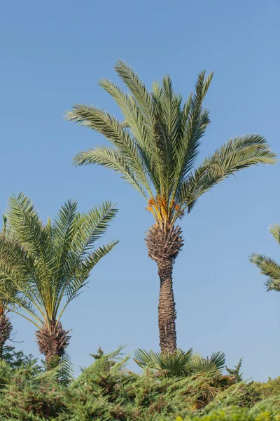 Miękkie Słoneczne Tło Piękne Palmy Kwiaty Odpoczynek Nad Morzem Gorących — Zdjęcie stockowe