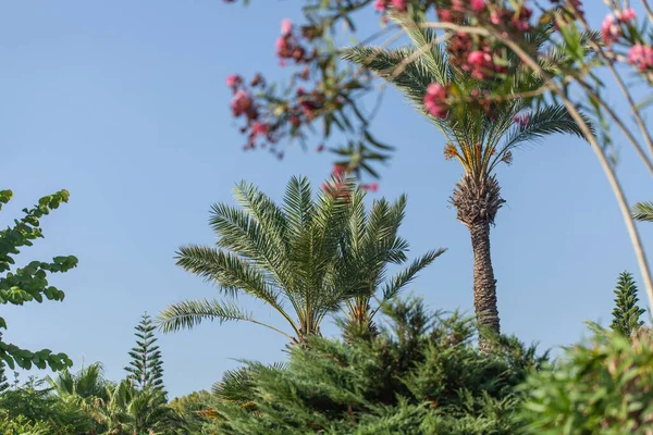 Soft Sunny Background Beautiful Palm Trees Flowers Rest Sea Hot — Stock Photo, Image