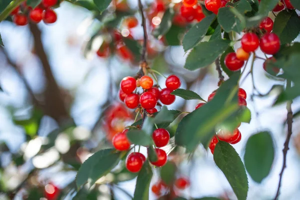 Ripe Cherries Branches Beautiful Red Berries — Stock Photo, Image